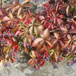 Parthenocissus Quinquefolia 'Engelmannii' (Engelmanns-Wilder-Wein)