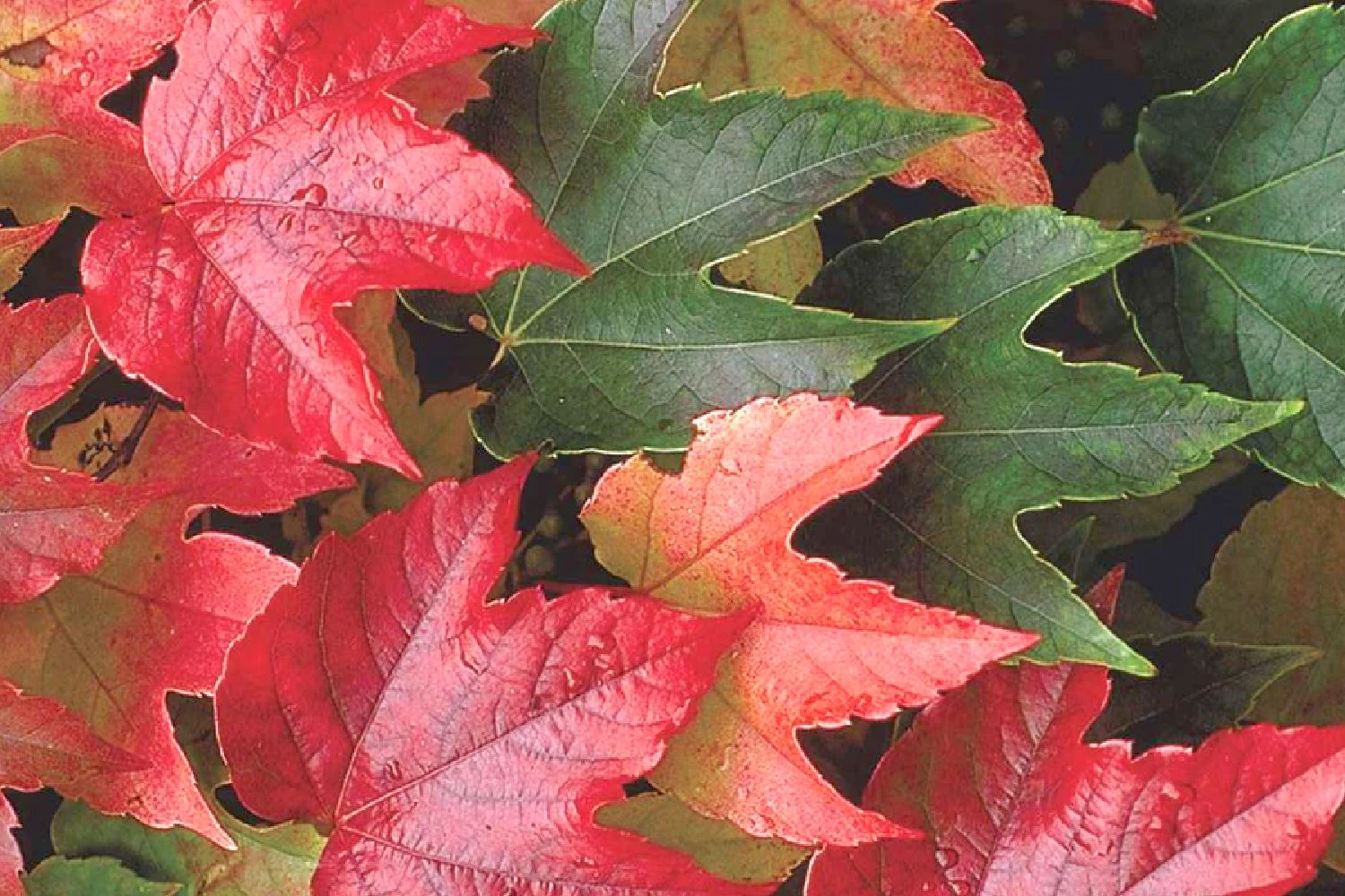 Parthenocissus Tricuspidata 'Veitchii' (Jungfernrebe) 3 Parthenocissus Tricuspidata 'Veitchii' (Jungfernrebe)