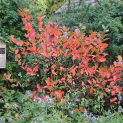 Aronia Melanocarpa 'Viking' (Apfelbeere) -Gartenpflanzen Verkaufsladen 46820 Aronia 20melanocarpa 20Viking Apfelbeere 3 65a8125b d09c 401e 9db8 4123198ccd7b