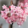 Viburnum X Bodnantense 'Dawn' (Duftender Winter-Schneeball) -Gartenpflanzen Verkaufsladen 47800 Viburnum 20x 20bodnantense 20Dawn Duftender 20Winter Schneeball 1
