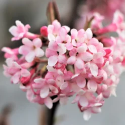 Viburnum X Bodnantense 'Dawn' (Duftender Winter-Schneeball)