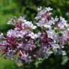 Syringa Microphylla 'Superba' (Flieder) -Gartenpflanzen Verkaufsladen 4801 Syringa 20microphylla 20Superba 20 Flieder 1