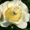 Paeonia Lactiflora 'Clair De Lune' (Staudenpfingstrose) -Gartenpflanzen Verkaufsladen 65394 Paeonia 20lactiflora 20Clair 20de 20Lune Staudenpfingstrose 1 5131282b d27f 4606 a671 5506597f4873