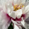 Paeonia Itoh-Hybride 'Cora Louise' (Intersektionelle Pfingstrose) -Gartenpflanzen Verkaufsladen 65395 Paeonia 20Itoh Hybride 20Cora 20Louise Intersektionelle 20Pfingstrose 1