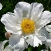 Paeonia Lactiflora 'Krinkled White' (Staudenpfingstrose) -Gartenpflanzen Verkaufsladen 65404 Paeonia 20lactiflora 20Krinkled 20White Staudenpfingstrose 1 5493a946 5e38 4154 9bb5 d7ec4631408e