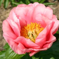 Paeonia Lactiflora 'Lovely Rose' (Staudenpfingstrose)