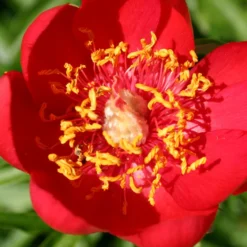 Paeonia Peregrina (Balkan-Pfingstrose)
