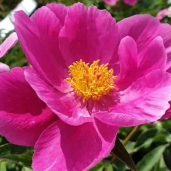Paeonia Lactiflora 'Dancing Butterfly' (Staudenpfingstrose)