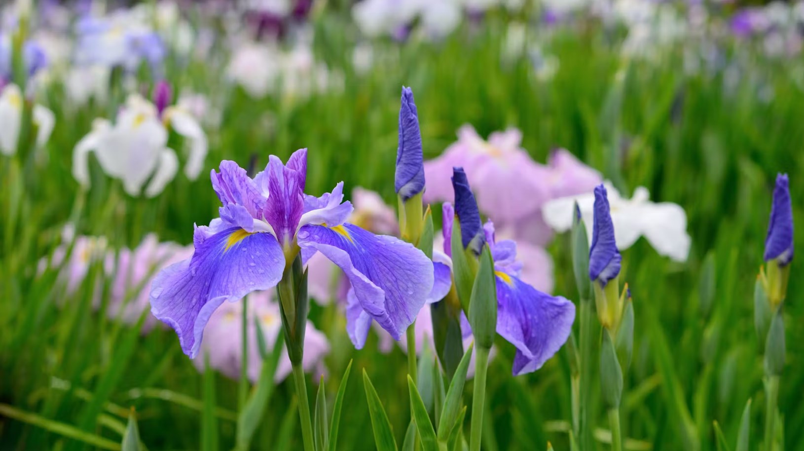 Titelseite 9 Titelseite -Gartenpflanzen Verkaufsladen Dingtalk 20240127091152