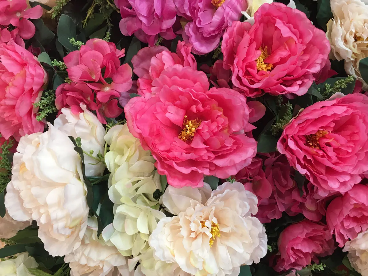 Titelseite 22 Titelseite -Gartenpflanzen Verkaufsladen Pfingstrosen Blueten